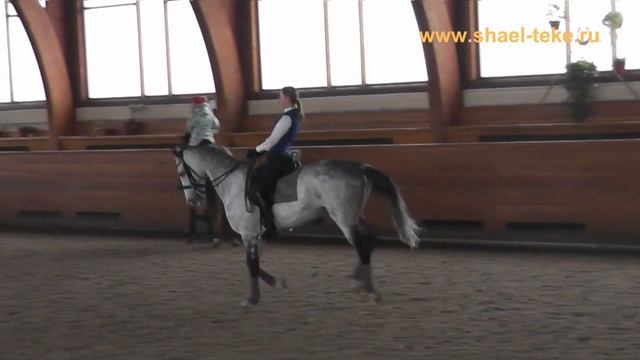 Новая пара Марина Афромеева и Макка Шаэль. Start of new dressage pair M. Aframeeva and Makka Shael смотреть онлайн