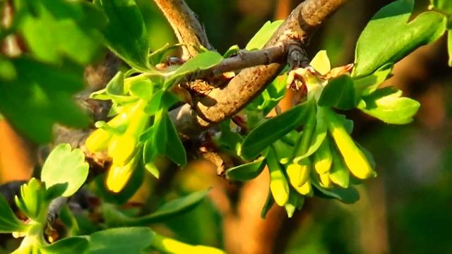 Весна на Кубани - цветут фруктовые деревья, Краснодар март 2017 смотреть онлайн