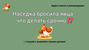 Наседка бросила яйца – что делать срочно ????❓