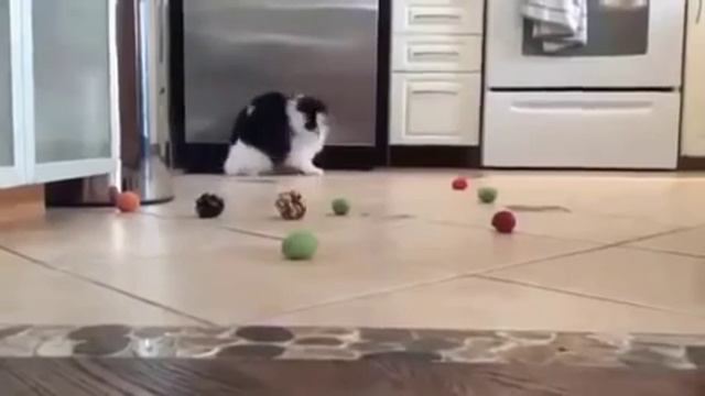 Кот играет с мячиками смотреть онлайн