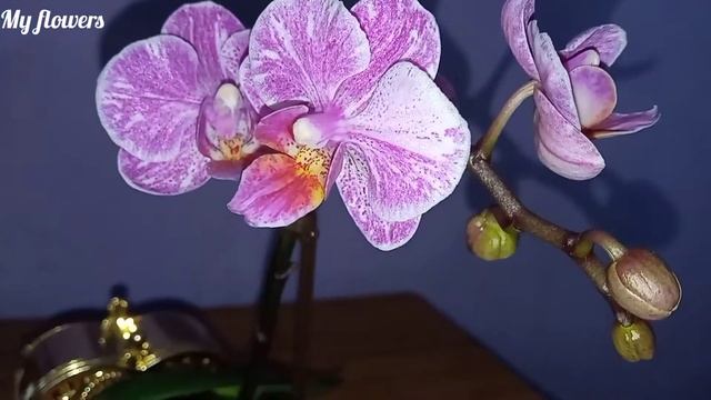 Уход за мини орхидей в домашних условиях