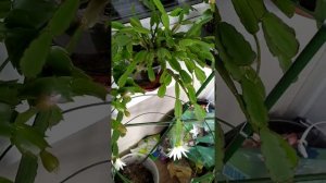 Ну наконец зацвел. Рипсалидопсис рипсалис.