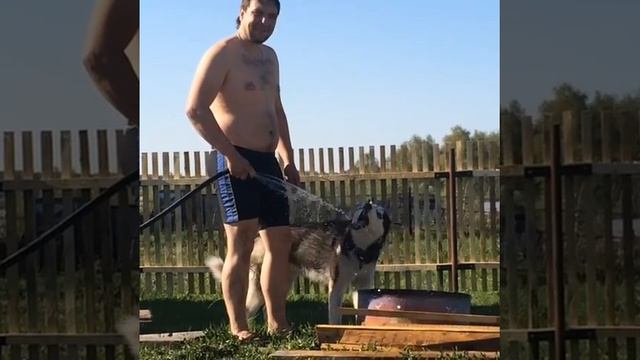 Дача, хаски смотреть онлайн