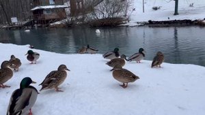 Как правильно кормить уток зимой