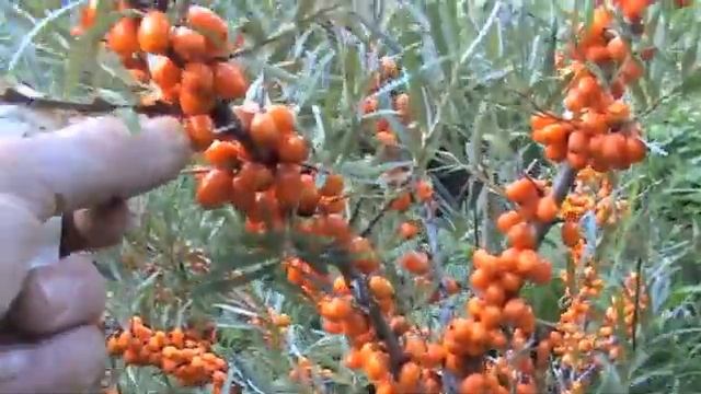 L' Argousier: Hippophae rhamnoides смотреть онлайн