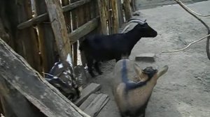 Как понять что у козы течка половозрелость камерунских коз мини козочки