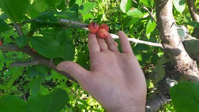 Черешня Прощальная