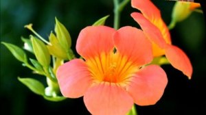 САМЫЕ КРАСИВЫЕ МНОГОЛЕТНИЕ ЛИАНЫ ДЛЯ ВАШЕГО САДА
