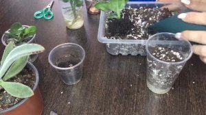 Каланхоэ. Пересадка каланхоэ.