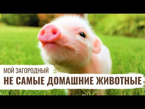 Не самые домашние животные // Мой Загородный