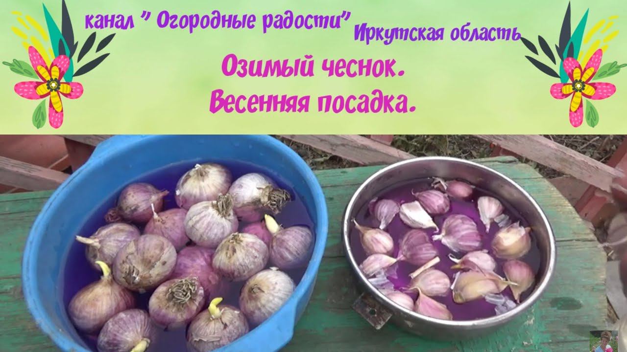 Озимый чеснок, весенняя посадка.