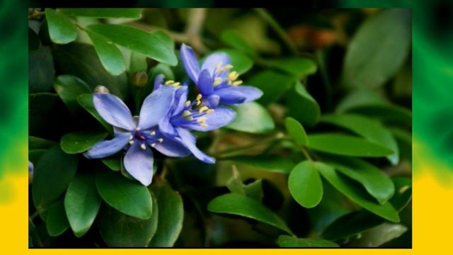 Jamaica National Symbol Lignum Vitae