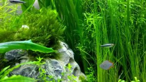ситняг игольчитый топ растения (Eleocharis acicularis)