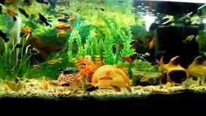 Аквариум 180-литров обзор обитателей