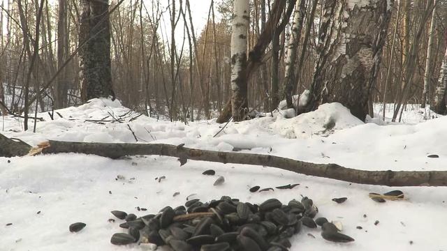 Синицы зимой, лесная кормушка, Bird feeder in winter смотреть онлайн