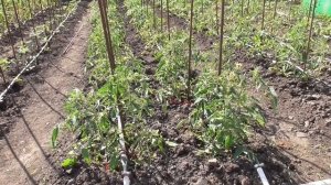 Помидоры в теплице уже едим, а томаты на улице только высаживаем. Обзор огорода 30 мая.