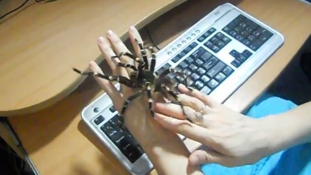 Красивый паук.avi смотреть онлайн