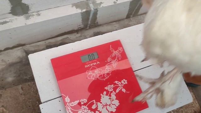 Мехеленская кукушка какого окраса крупнее? смотреть онлайн