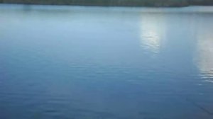 Толстолобик на поверхности пруда.