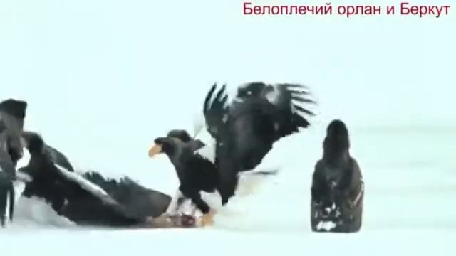 Беркут против Большого Орла смотреть онлайн