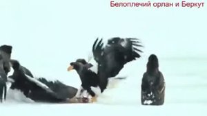 Беркут против Большого Орла