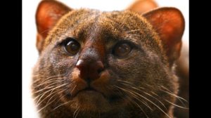 Редкие породы котов. Ягуарунди-кошка которая умеет чирикать.