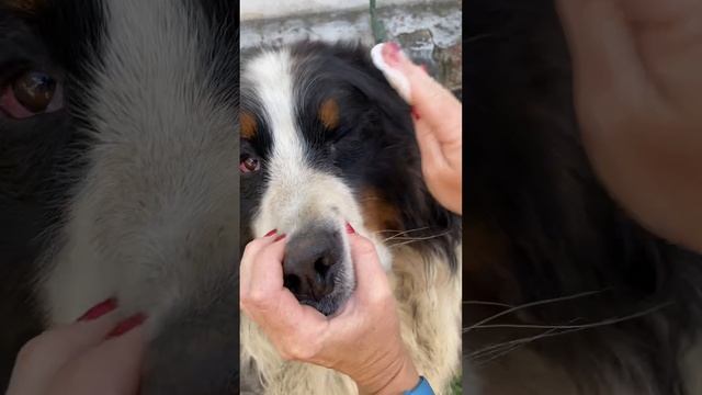 Воспаление глаз у собаки | Лечение конъюнктивита у собаки. Что делать если закисают глаза у собаки? смотреть онлайн