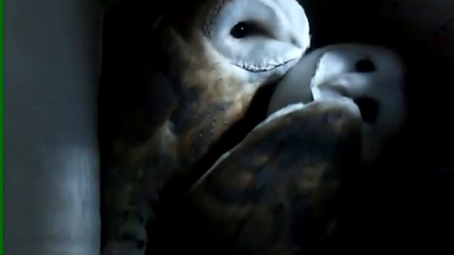 Совы нежные смотреть онлайн