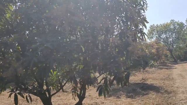 Stevia Intercrop in Mango Farm смотреть онлайн