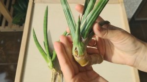 Новые сансевиерии в моей коллекции. Kirkii, Aethiopica, Ballyi, Cylindrica. Обзор новых сансевиерий