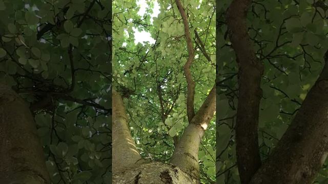 Whitebeam (Sorbus aria) - canopy - May 2018