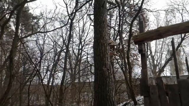 ЛЕСНОЕ ОЗЕРО ! КАРТОШКА НА КОСТРЕ . Как едят щенки.Ротан на сало. смотреть онлайн