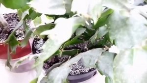 Воздушные корни у декабриста!