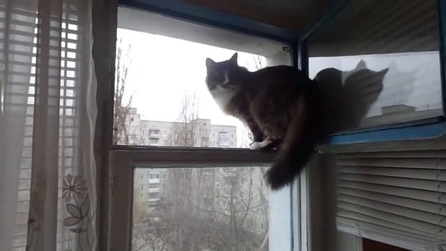 Кот Барсик на прогулке смотреть онлайн