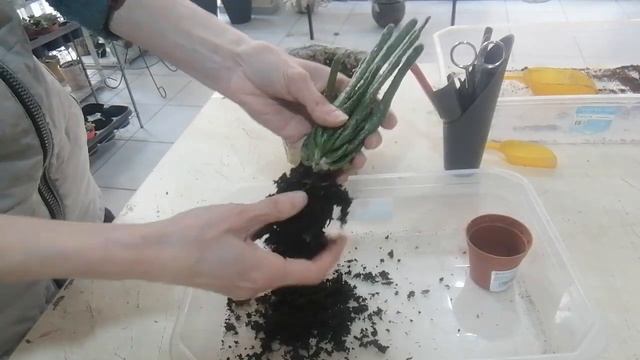 Bugün kaktüs dikelim. Opuntia tuna. смотреть онлайн