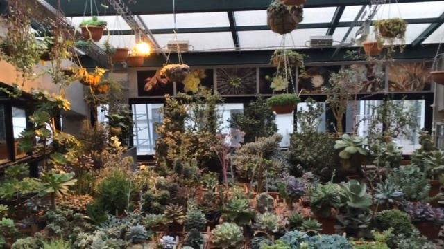 Москва. Аптекарский огород. Кувшинка Виктория амазонская.