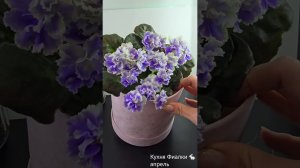 Моя любимая студия "Кухня Фиалки" в апреле! Собраны чудесные сорта!