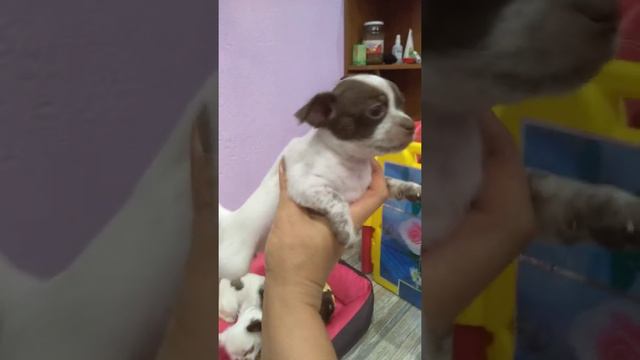 Папа Мажор и его малыши чихуахуа