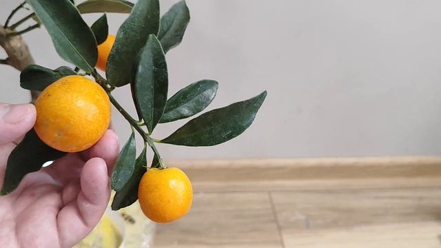 Кумкват Мейва смотреть онлайн