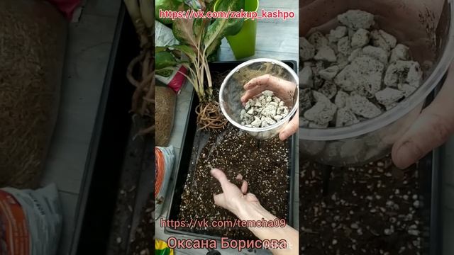 Аглаонема. Пересадка в горшок с фитильным поливом. смотреть онлайн