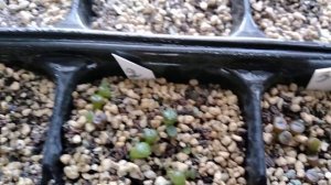 Посевы литопсов.Когда лучше пикировать,Мои наблюдения..Lithops