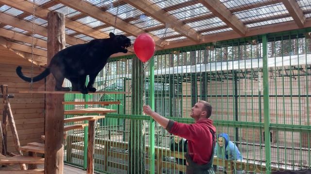 РЕАКЦИЯ ЯГУАРА НА ВОЗДУШНЫЕ ШАРЫ / День рождения пантеры Виты с рысями, медведем и ламой смотреть онлайн