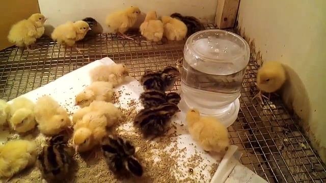 Безопасная поилка для перепелят малышей