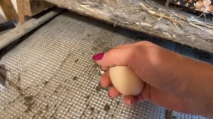 КАК КУРИЦА СНЕСЛА ЯЙЦО