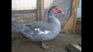 Шикарный лавандовый селезень, просто красавчик