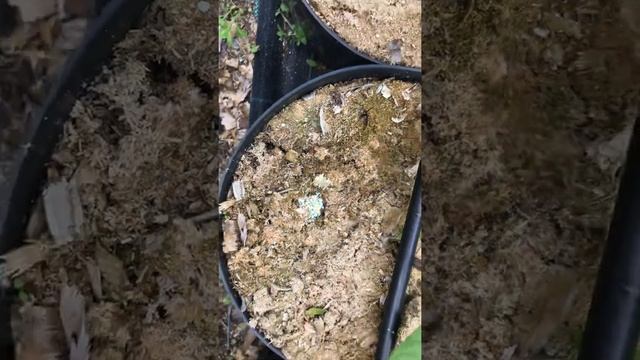 Дозатор для внесения удобрений - ходовые испытания.