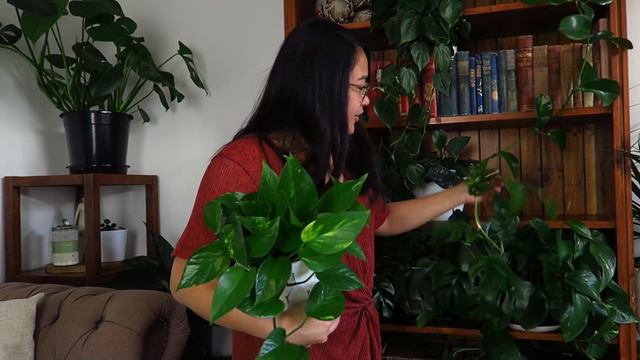 The Best, Fast Growing, Low Light, Hanging Plants (my top favourites)