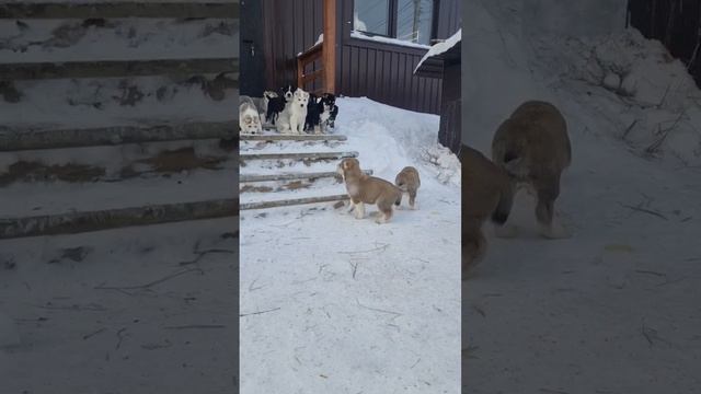 Алабай Олег первый раз на улице🥰 #сао #алабай #alabai #собака #щенки смотреть онлайн