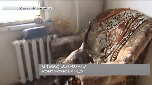 Кошка-черепаха из Ханты-Мансийска принесет в ваш дом богатство смотреть онлайн