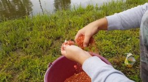 Рыбалка на карпа. Тюмень 2018. Частные пруды.